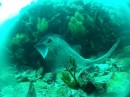 Galapagos ray