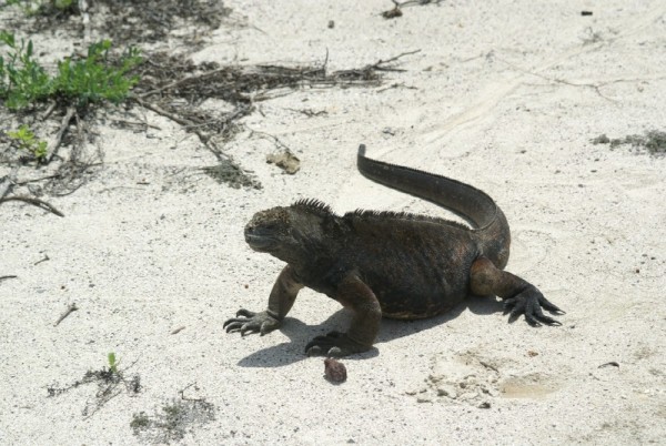 Marine iguana posing for us