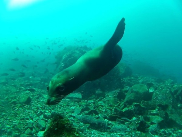 The sea lions love to buzz you underwater and are very playful