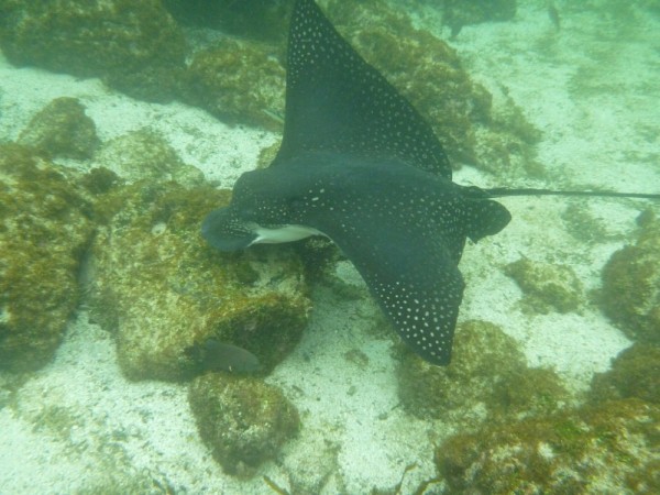 A spotted eagle ray