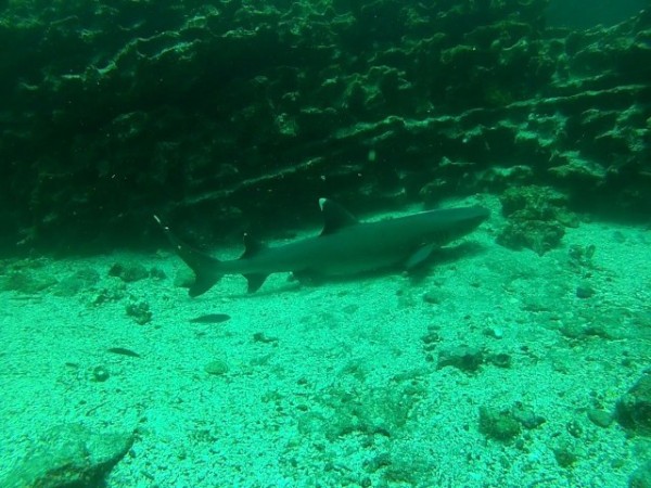 Another reef shark