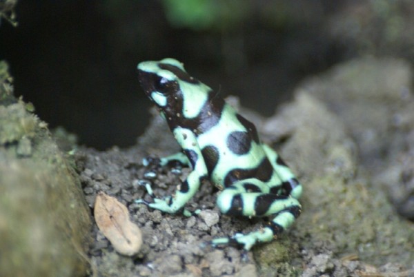 Poison frogs are easy to find in the rainforest.  The Indians would use the poison on the frogs skin to coat their darts and arrows. This frog is inly about an inch and 1/4 long.  Larger species often have the poisons in their stomach and can spit it out at any threatening animal, or person.