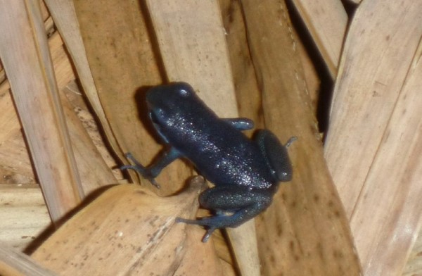 Poison blue frog,  tis one is less than an inch long when fully grown