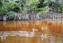 Ducks in Mango Swamp Pond