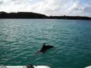 Dolphin Visit