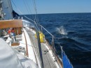 P6033943: Dolphins off Nova Scotia 
