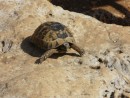 Tortoise at the peak of the castle