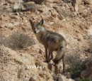 Desert fox