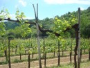 Collio vineyard