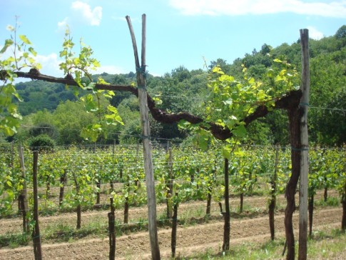 Collio vineyard