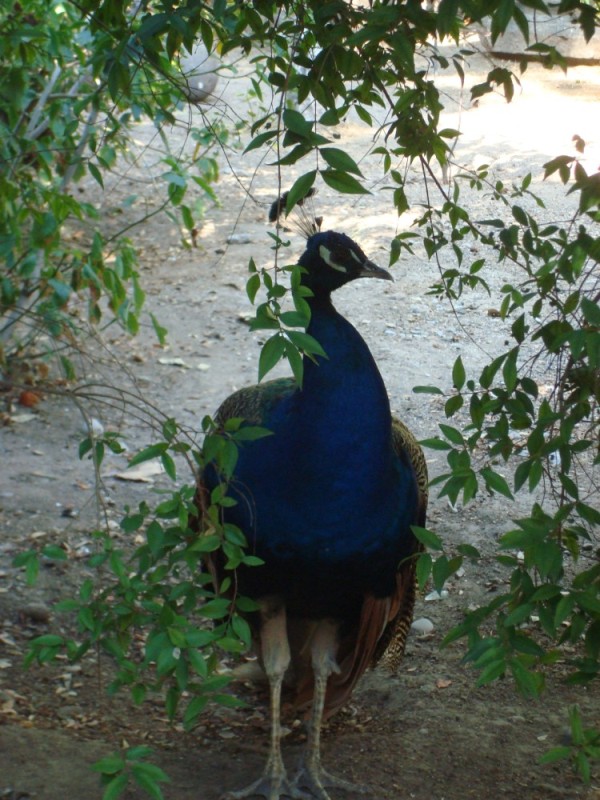 Peacock in castle gardens