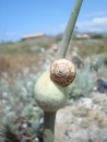Snails love onions - really!