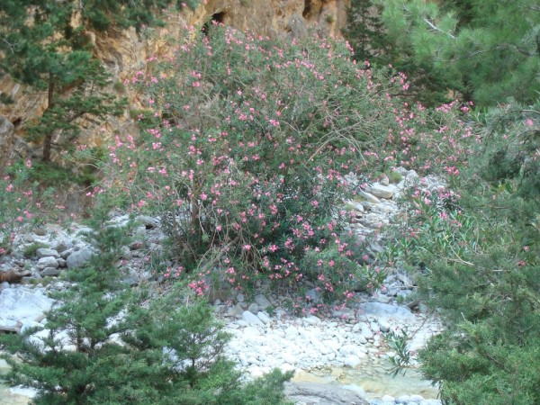 wild oleander everywhere along the dry river bed