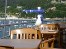 Seagulls dominated the balcony at the yacht club...you had to guard your food carefully
