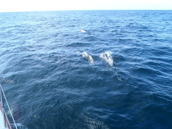 More Dolphins....