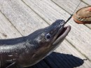 Conger Eel.....caught near our yacht....no swimming here...