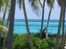 A view of the ocean through the palm trees next to the house named "Costa Lotta" on Man-O-War Cay.