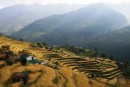 Sanctuary trail - Rice growing in the lower Modi Khola valley near Ghandruk