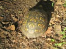 Tortoise glad of summer