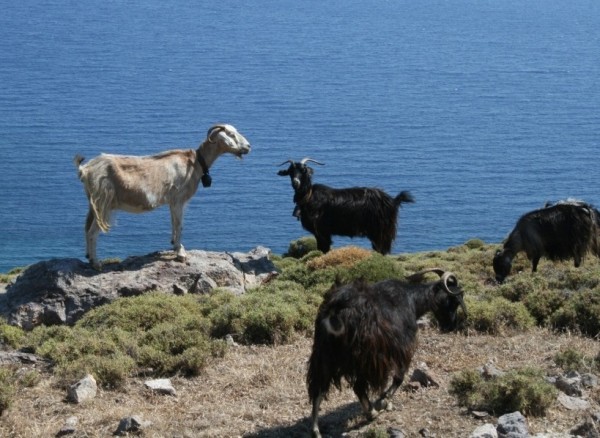 Dodecanese - Goats on Patmos