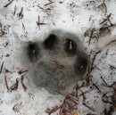 Mountain lion pug mark seen in snow patch in Indian Heaven 