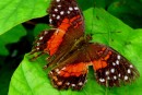 Butterfly, Peperpot