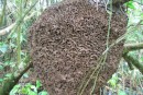 Termites, Peperpot plantation