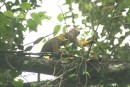 Brown capuchin monkey, Peperpot plantation