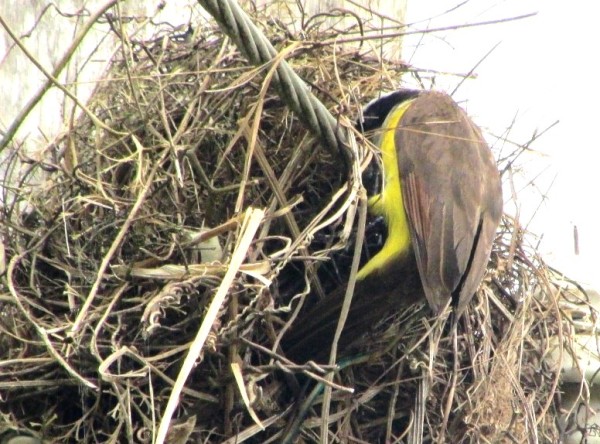 Flycatcher (kiskadee) on nest