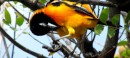 A colourful troupial - a type of oriole - Curacao