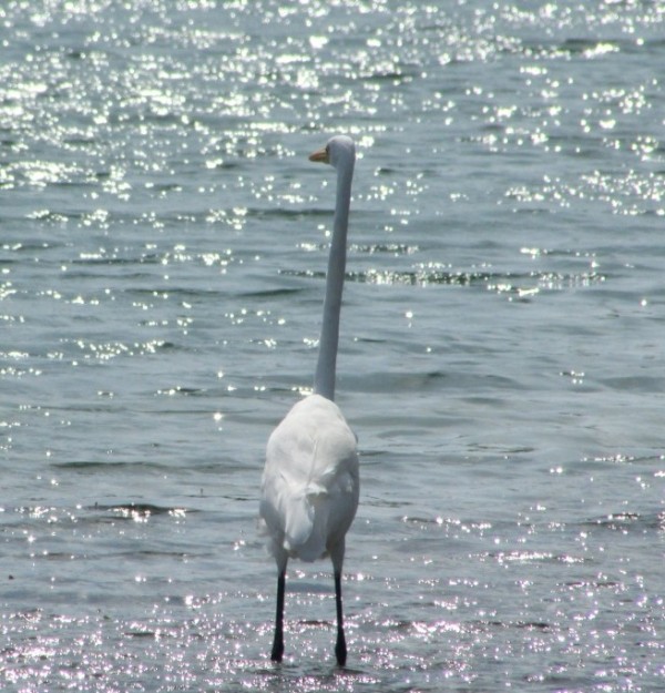 White egret, Bonaire