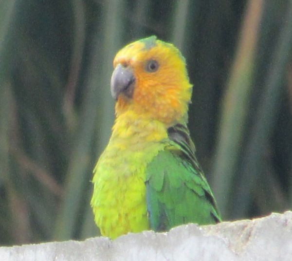 Yellow headed Amazonian parrot, Bonaire