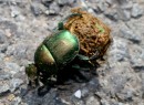 Dung beetle with highway prize