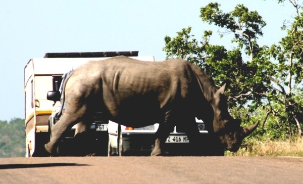Rhino crossing