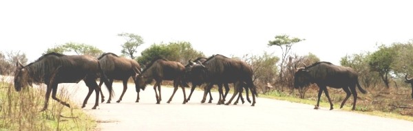 Wildebeeste crossing