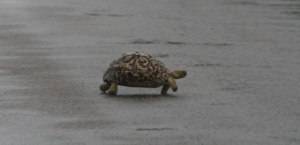 Tortoise crossing