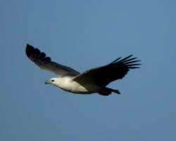 White bellied sea eagle, lake Dunn