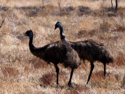 Emus near Barcaldine