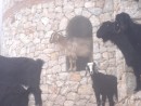 Ghostly goats in abandoned villas above Oludeniz
