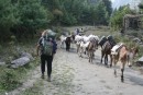 Trekker passes mules with plenty of room for all to move, for a change