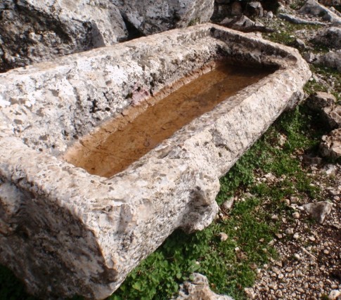 Stone watertrough ! - goats make use of toppled tomb lid.