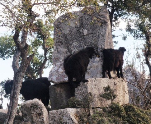 Goats wander in antiquity. There are no other tourists in this remote place.
