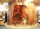 Staircase inside a Kauri tree