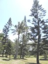 Columnar Pines
