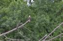 Bald Eagle: One of the Bald Eagles that we saw along they way on the river.