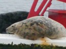 A seal resting on a Port hand buoy