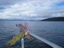 Tradition to tie white heather to the bow when you have rounded Ardnamurchan Point