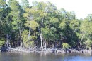Huge mangrove forest