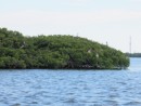 They are hard to see, but there are dozens of birds in the mangrove islands in Tarpon Bay.