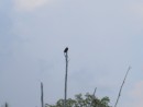 Bald eagle perched just off the Naples channel.